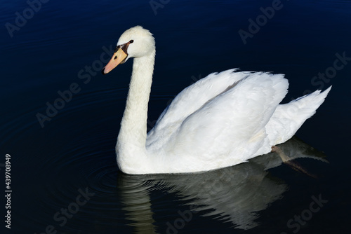 Fototapeta Naklejka Na Ścianę i Meble -  A white swan swims in dark water. The surface draws large circles