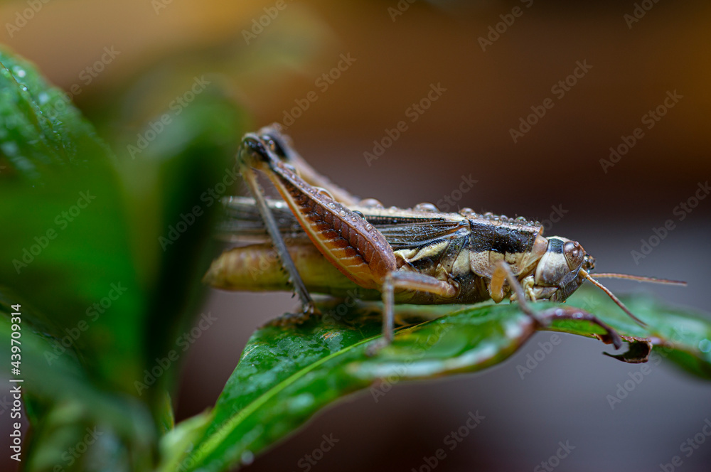 Fototapeta premium grasshopper perched on a leaf with dew drops