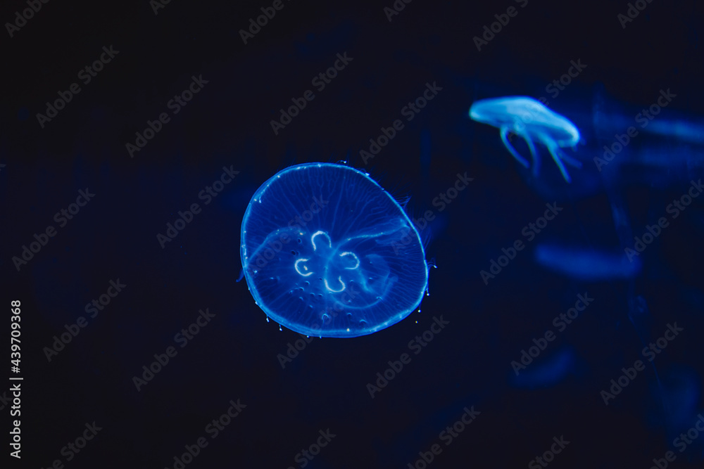 luminous jellyfish at the bottom of the sea