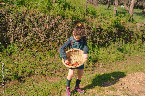 Little girl picking strawberries at field photo