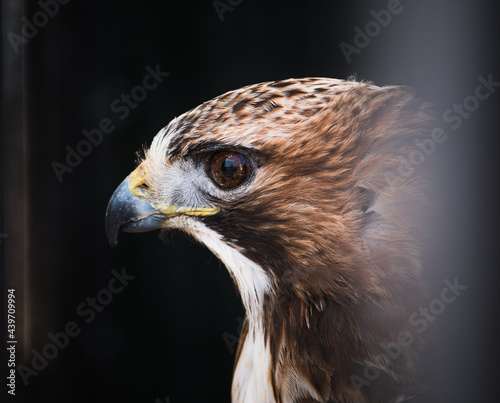 Closeup shot of a hawk head photo