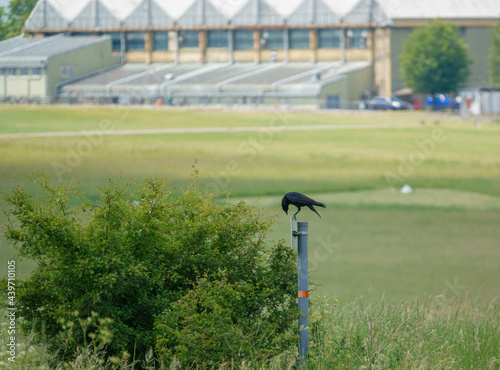 a crow appears to be reading an airfield Keep Out sign upside down