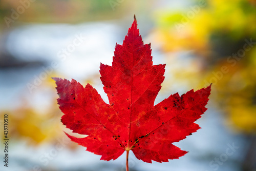 Canadian Red Maple Leaf in Autumn photo
