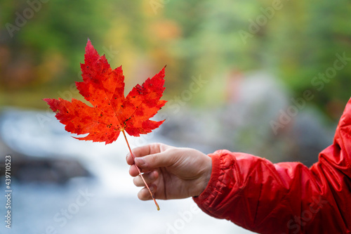 Boy's Hand Holding Canadian Red Maple Leaf in Autumn