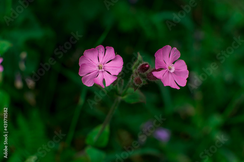 beautiful summer wild  flowers on field photo