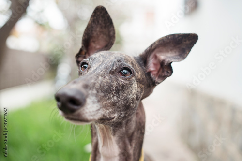 Close up of a eautiful dog  photo