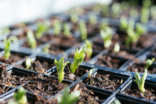 Fava bean seedlings