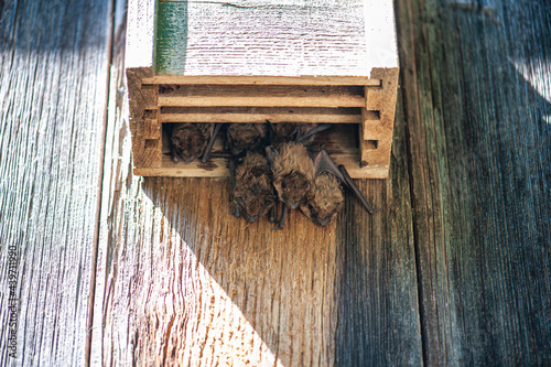 Bats in a Bat House photo