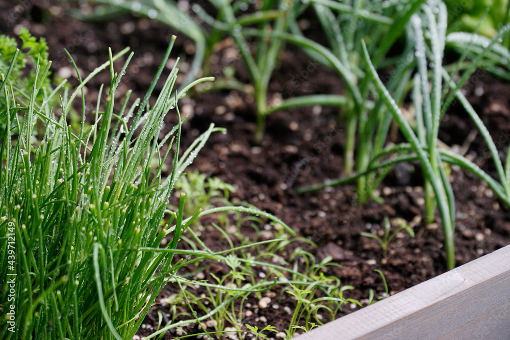 Lettuce and carrot seedlings growing in a garden box Lettuce and carrot seedlings growing in a garden box