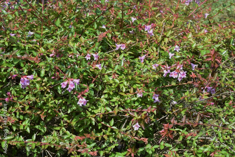 Glossy abelia flowers. Caprifoliaceae evergreen shrub.