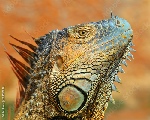 adult male Green Iguana - Costa Rica 