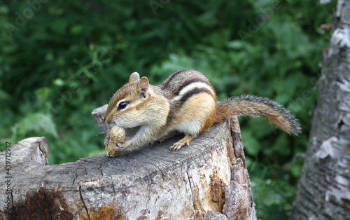 Chipmunk on stump