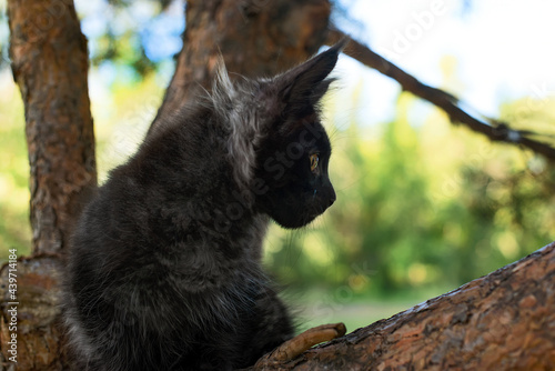 A big black maine coon kitten sitting on a tree in a forest in summer.