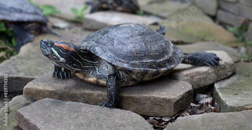 Tortoise. Turtle sunbathing on land. Carapace turtles