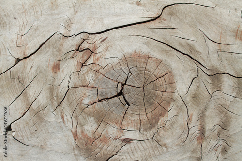 wood veins photo