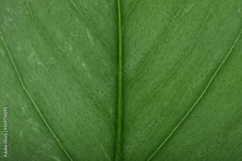 Leaf Details photo