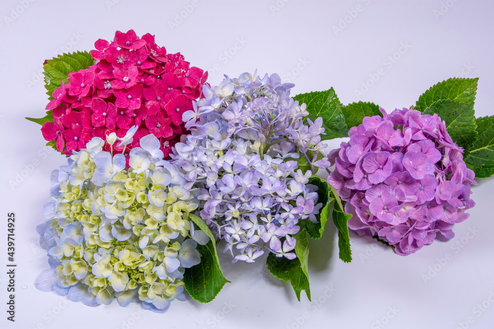 Obraz premium あじさいの花