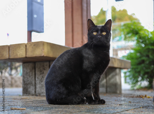 公園の黒猫