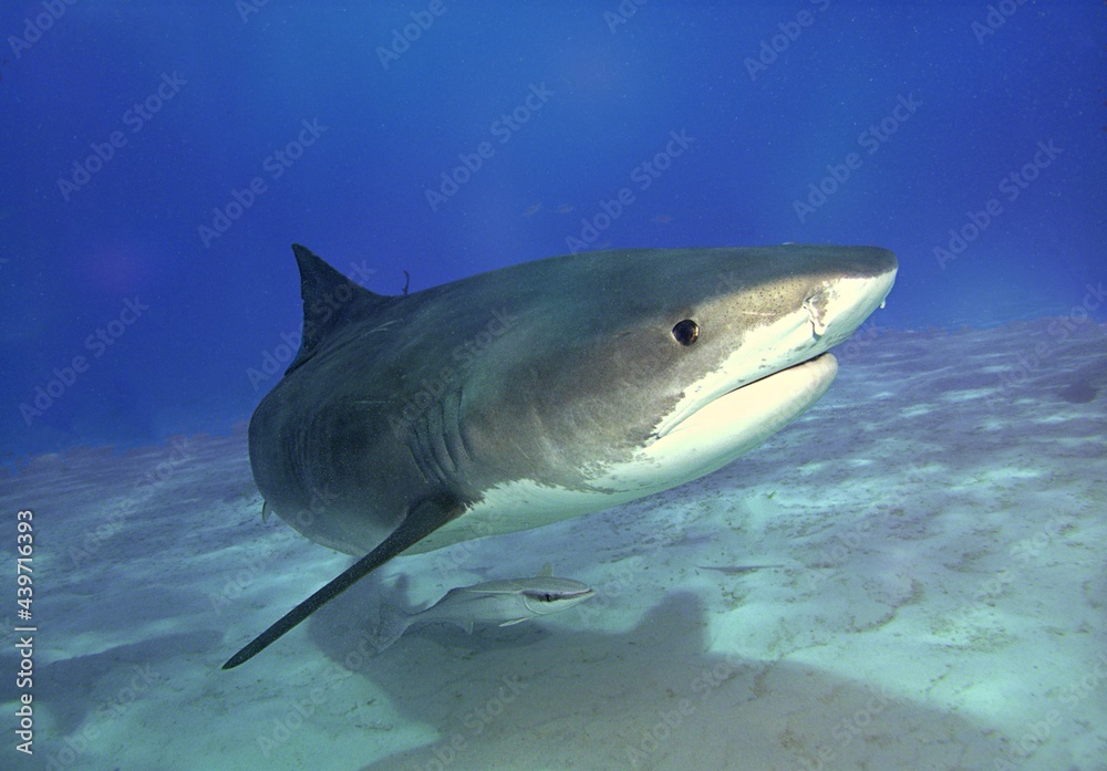 Fototapeta premium Tiger Shark in the Shallows