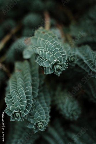 Ornamental succulent with long spikes of tightly whorled leaves photo