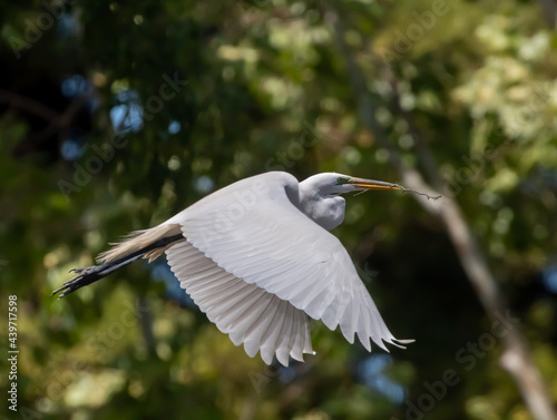 The Great Egret flying © Robert