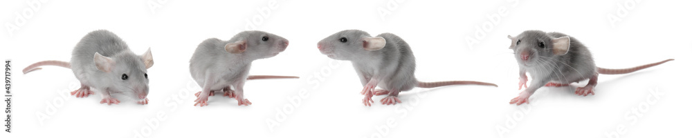 Set of cute little rats on white background. Banner design Set of cute little rats on white background. Banner design