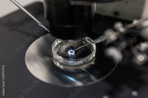 In vitro feralization under microscope in lab photo
