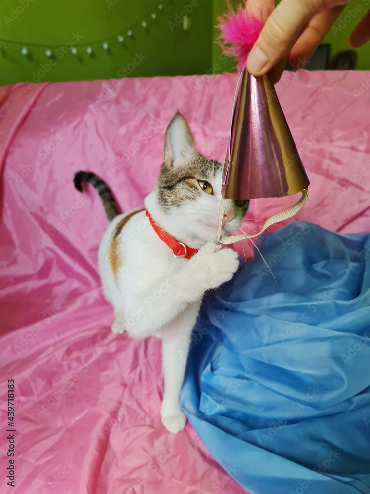 Cat in birthday hat Stock Photo | Adobe Stock