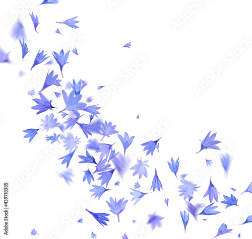 Beautiful tender blue cornflower petals flying on white background