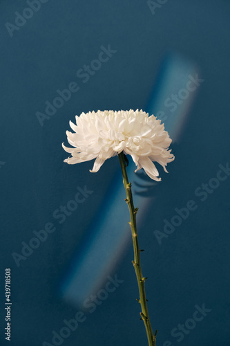 White flower petals in spectacular rainbow light