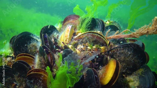 Mediterranean mussel (Mytilus galloprovincialis) and green algae on the seabed in the Black Sea, Ukraine. photo