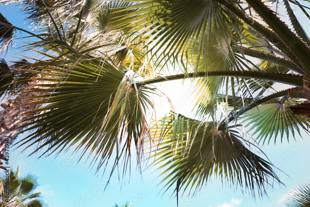 Beautiful view of palm branches on sunny summer day. Stylized color toning Beautiful view of palm branches on sunny summer day. Stylized color toning
