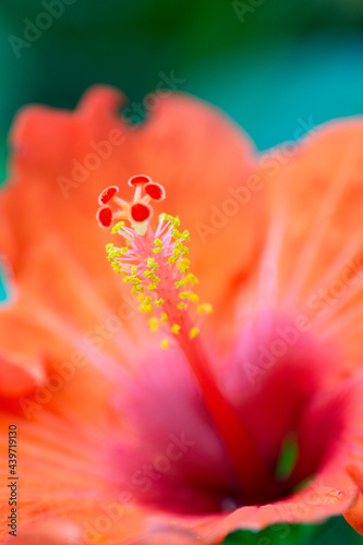 Closeup of the pistil of a red flower