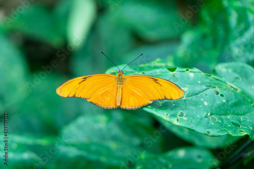 Yellow Dryas iulia butterfly photo