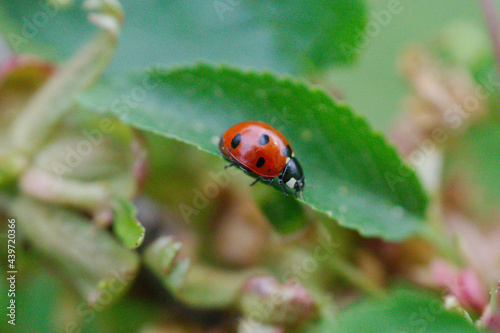 ladybird on a leaf © Rohit