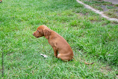 puppy in the grass