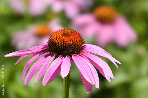 Single close up purple coneflower also called Echinacea  with soft focus background