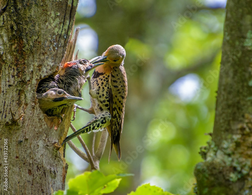 Northern flicker woodpecker bird, colaptes auratus, feeding her babies in a hole in a tree photo