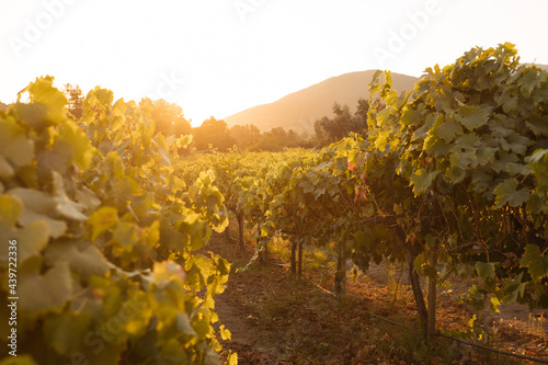 Sunset in the vineyard in Carmel, California photo