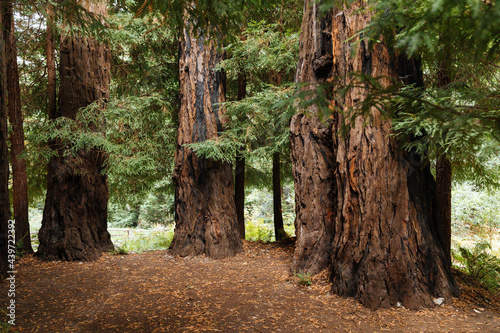 Gnarled redwoods stand in a dirt redwood grove