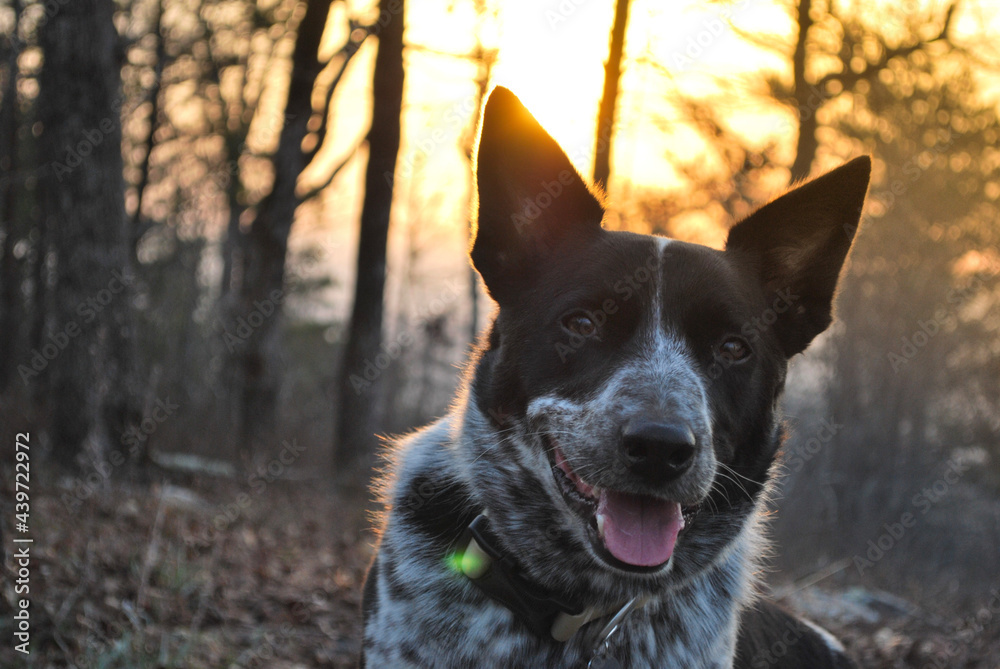 Naklejka premium german shepherd dog