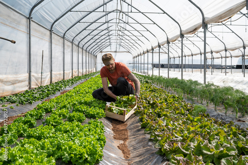 Man picking fresh vegetables in a greenhouse photo