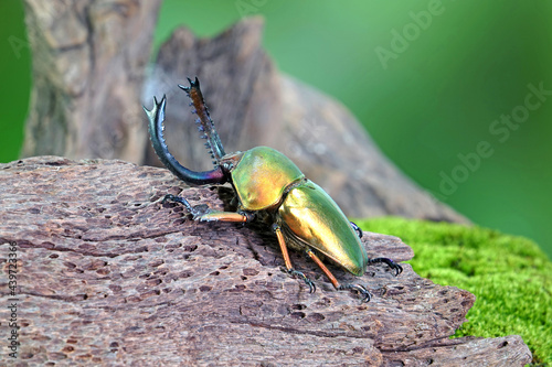 Sawtooth beetle (Lamprima adolphinae) is a species of stag beetle in Lucanidae family found on New Guinea and Papua. One of world's most famous awesome pets-insect. The Exotic pets photo