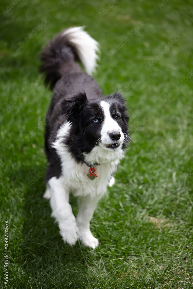 Austrlian Border Collie dog on lawn Austrlian Border Collie dog on lawn