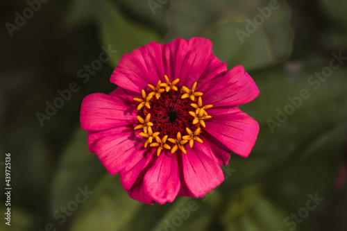 Flor rosa do campo zinnia