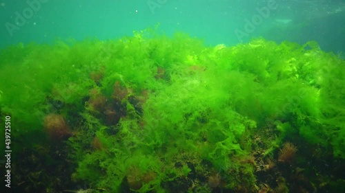 Mediterranean mussel (Mytilus galloprovincialis) and green algae on the seabed in the Black Sea, Ukraine./ photo