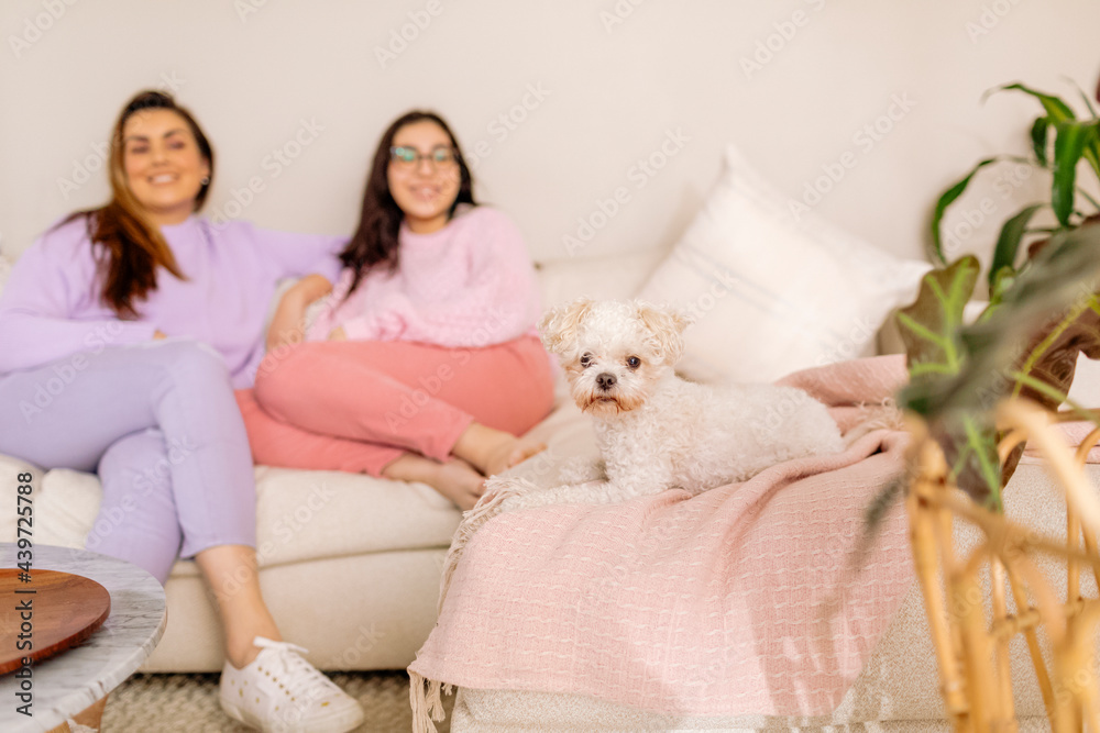 Dog looking at camara Dog looking at camara