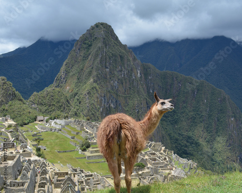 Peruvian Llama in Machu Picchu