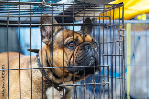 Sad french bulldog in cage. Cage gives your new dog sense of comfort and security. Safety of house and furniture when pet is left alone at home. Hard life of animals in shelter.