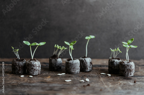 Seedlings photo